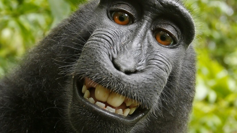 Der Affe Naruto, der von sich ein Selfie geschossen hat, besitzt kein Recht auf eine Klage nach dem Urheberrecht.