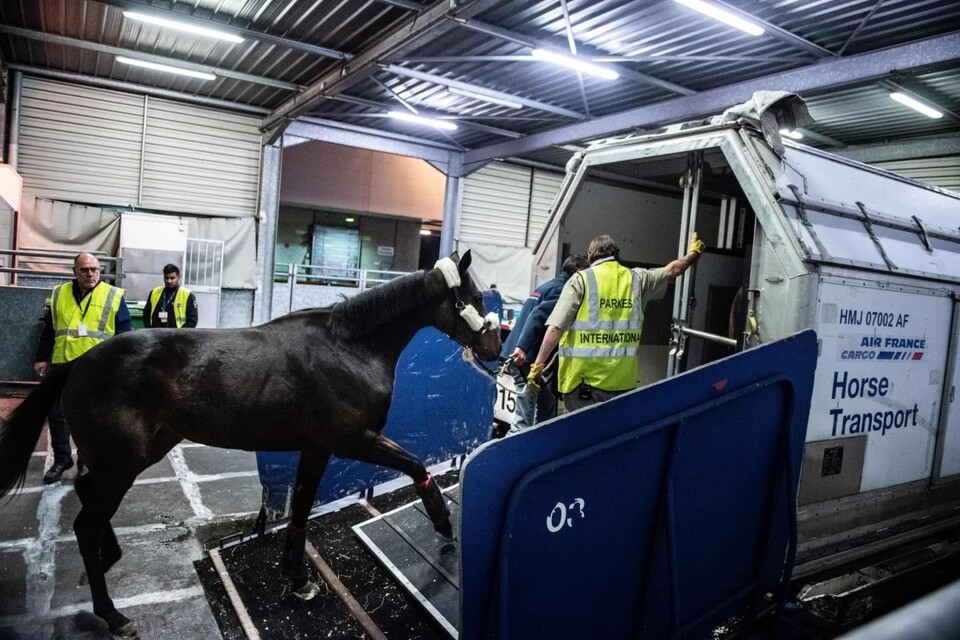 Die Pferde werden erst in eine Art Container geführt. Anschließend werden sie in die Air Horse One gehoben. (Bild: MARTIN BUREAUAFPAFP - Getty Images CNN)