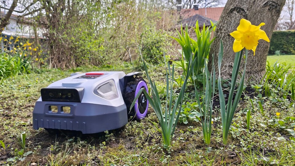 Mechanischer Blumenfreund: Meine geliebten Osterglocken umfährt der Anthbot M9 mit ausreichend Abstand.