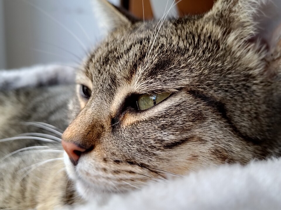 Die Katze hat sich bereit erklärt, die Portraitfunktion des Asus ROG Phone 6 Pro für euch zu testen.