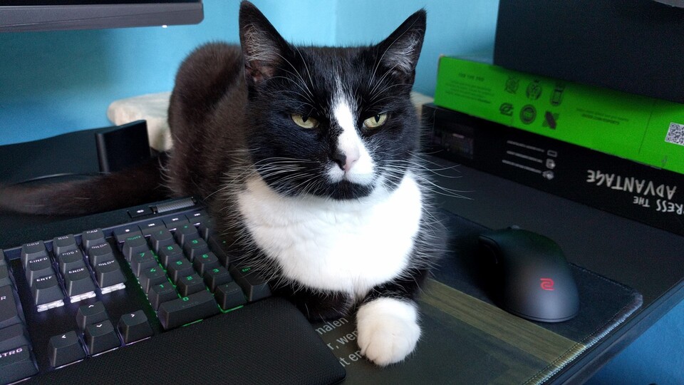 Der Empfang mit dem Enhanced Receiver der Zowie U2 funktioniert auch durch eine sture Katze hindurch.