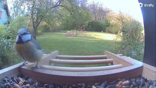 Die Meise zu Gast beim Futterhaus.