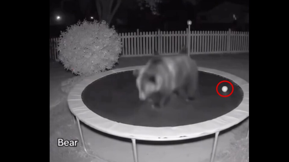 Den Ball habe ich zwar gesehen, aber nicht so richtig wahrgenommen. (Bildquelle: davidmorehouseThreads)