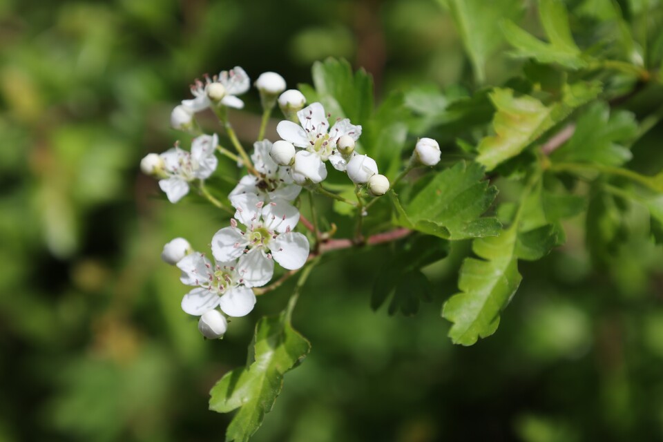 Das mitgelieferte Canon RF 24-105 mm F3.5-7.1-Objektiv ist zwar nicht besonders lichtstark, bietet aber einen großen Zoombereich, hohe Schärfe, schnellen Autofokus und ist kompakt.