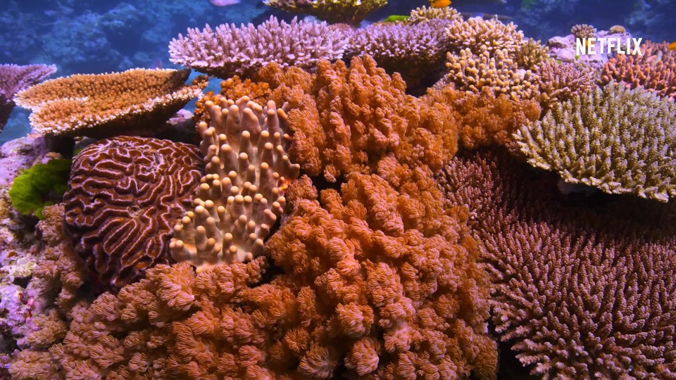 Chasing Coral brings you closer to the beauty of a coral reef in the documentary trailer