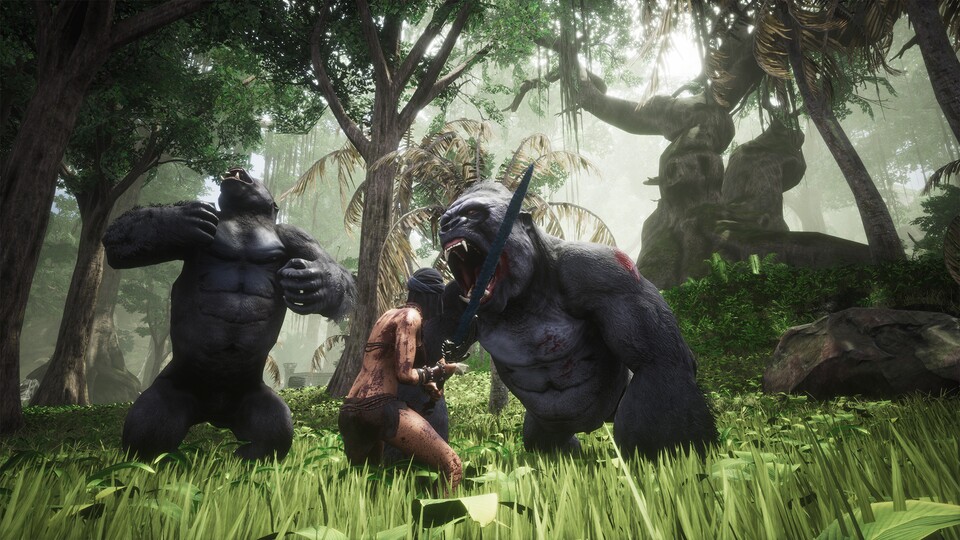 Im Dschungel treffen wir auf diese Gorillas.