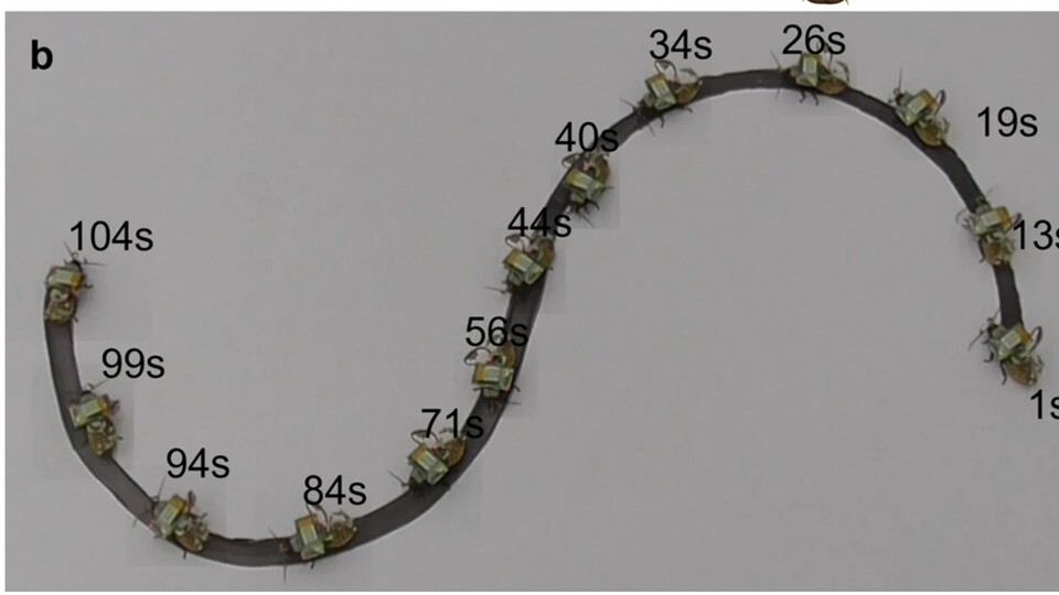Versuchsaufbau der Studie mit den Cyborg-Kakerlaken (Quelle: npj flexible electronics)