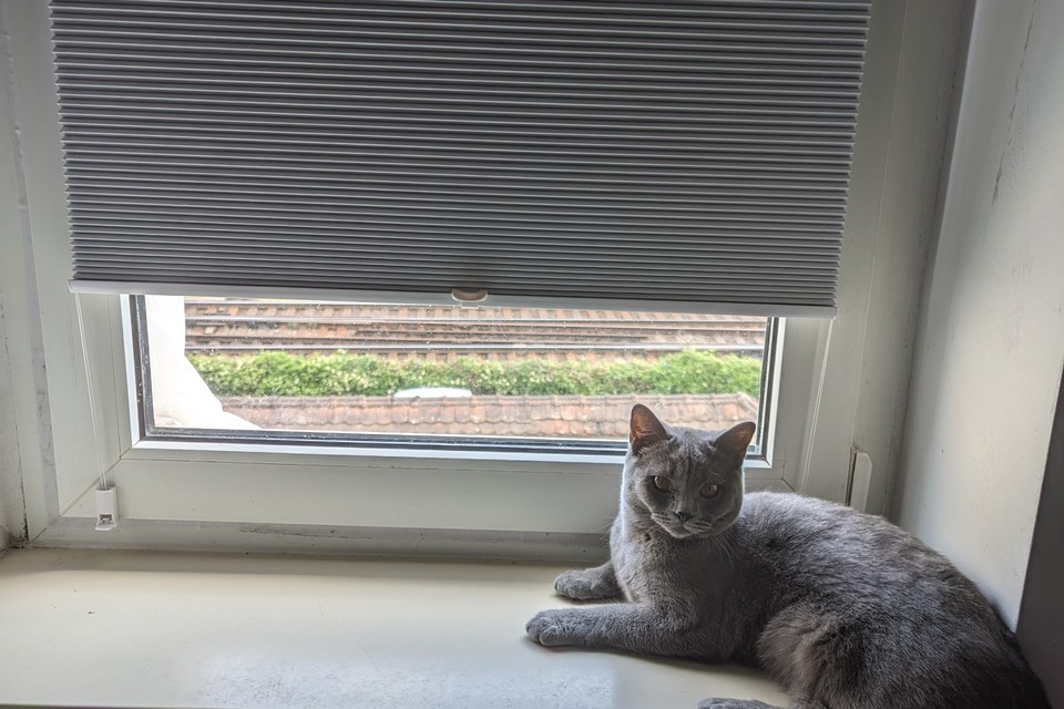 Taken from the cat: The pleated blinds in my apartment.