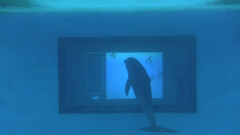 Delfin Foster pielt mit dem Unterwasser-Touchscreen (Quelle: m2c2.net)
