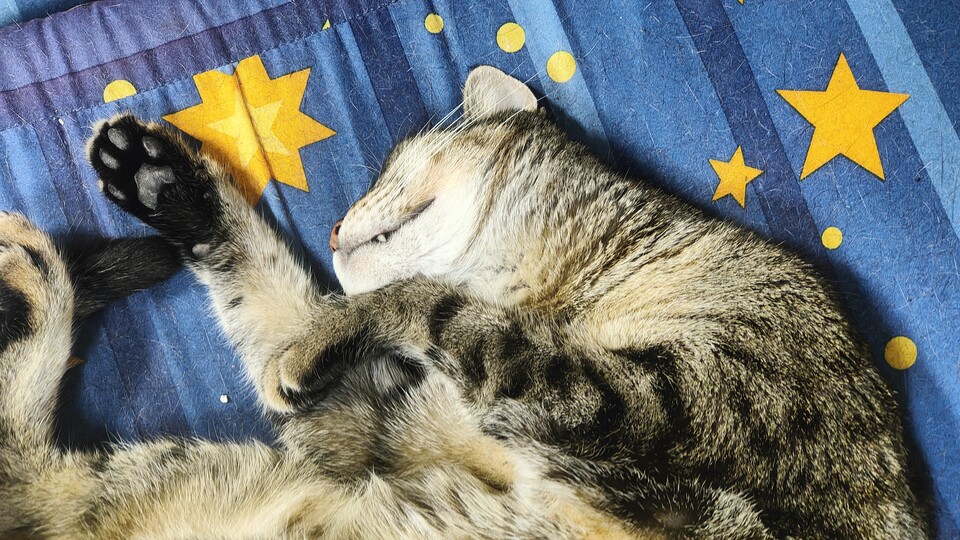 Die Lady heißt wie ein Hobbit aber wehe, ihr verratet Pippin, dass das ein männlicher Name ist. Das mit dem Hobbithunger passt aber.