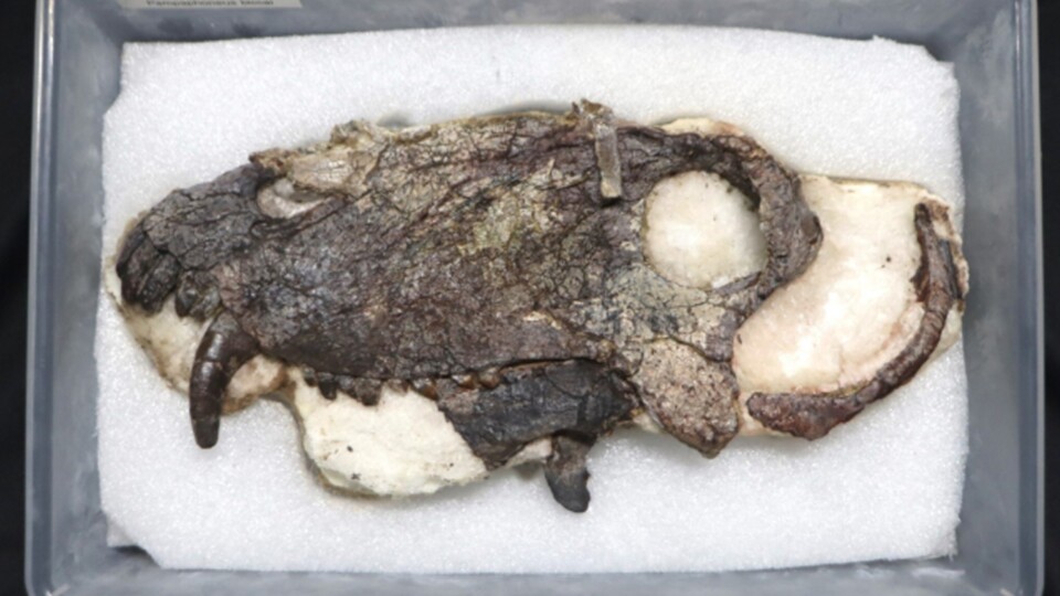 Im Bild: Der Schädel-Fund. (Bild-Quelle: Felipe Pinheiro)