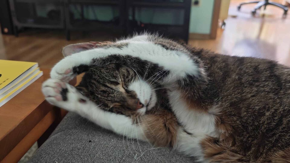 Einfach knuddelig: Nita sorgt mit ihrer Fellpflege täglich für neue Katzenhaare in der Wohnung – der DREAME FP10 hilft dabei, sie aus der Luft zu filtern.