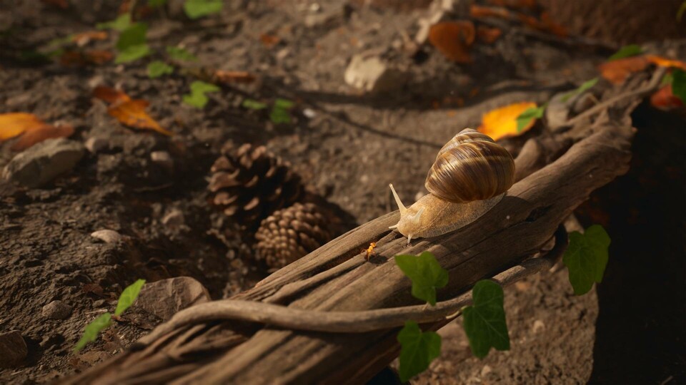 Im Wald leben natürlich noch viele andere Tiere außer Ameisen. Zum Beispiel dieser Brocken von Weinbergschnecke.