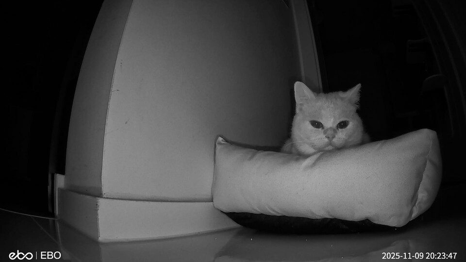 Hier ist eine Aufnahme mit Infrarot. Also selbst wenn es stockfinster ist, werdet ihr nach eurem Vierbeiner sehen können.