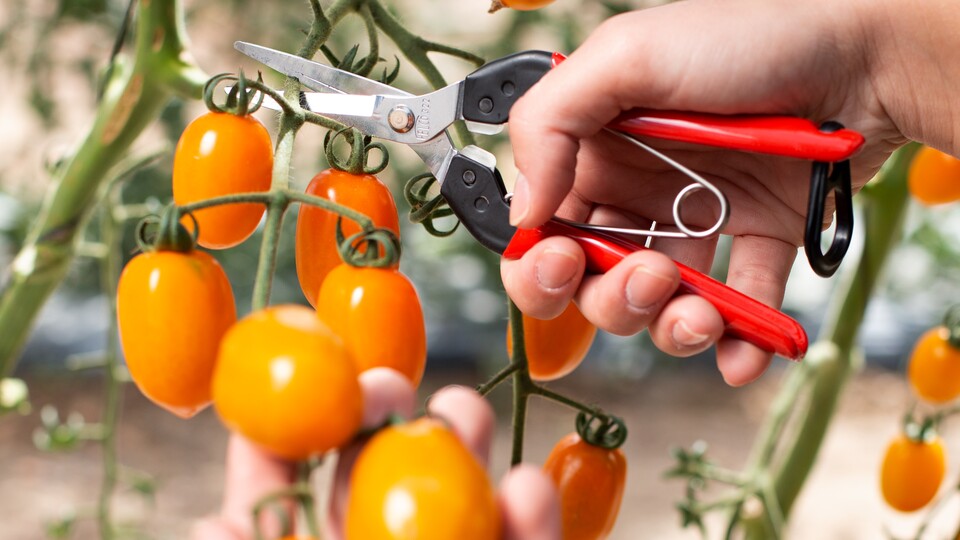 Auch für die Ernte von Tomaten, Trauben und Co. hat Felco die passende Gartenschere im Programm.