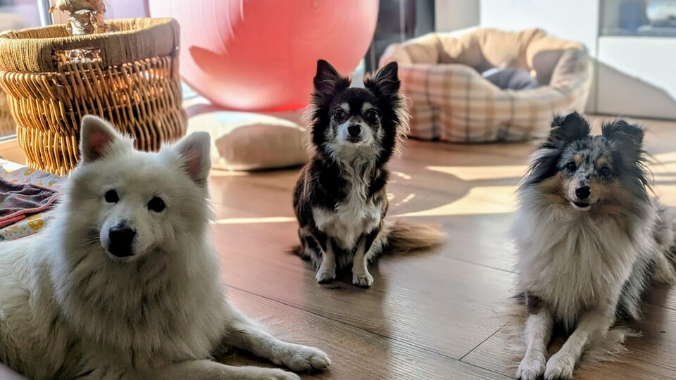 Hier seht ihr drei unserer Doggos: Sky, Lucy und Blue. Besonders Skys Haare sind für Saugroboter ein großer Pain.