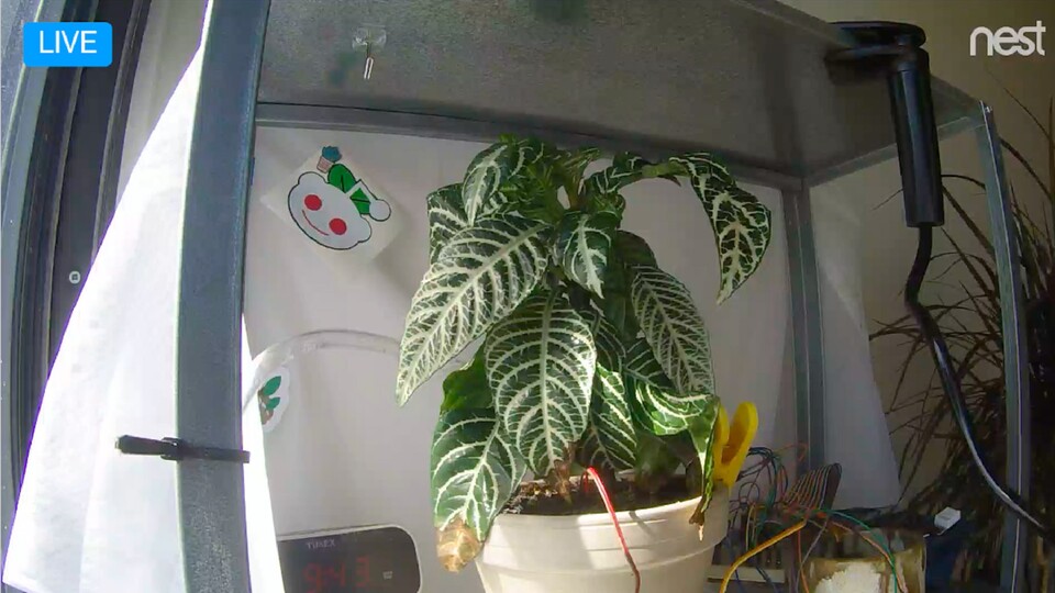 Auch die neue Pflanze Freyja gedeiht prächtig (Bild: takecareofmyplant.com)