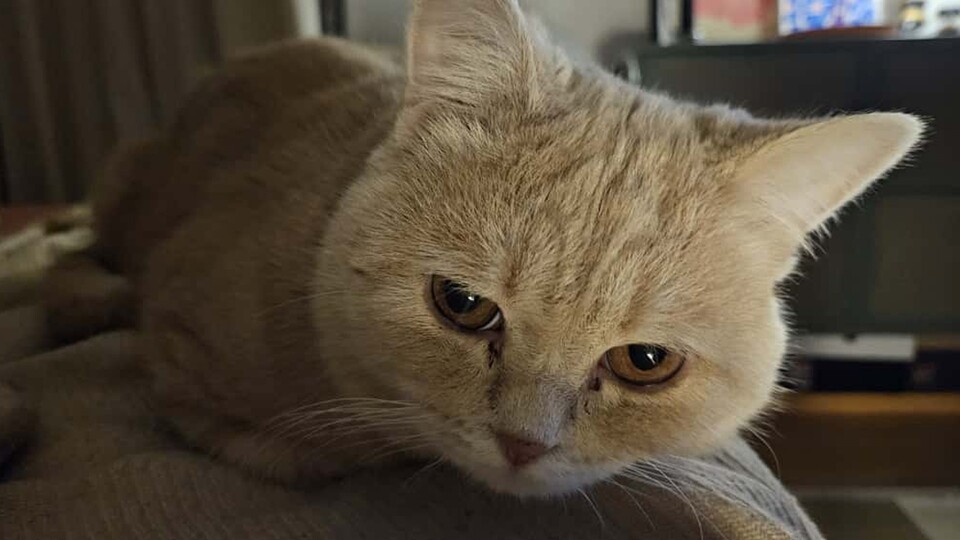 The first look when Cody realized he had a new enemy in the house.