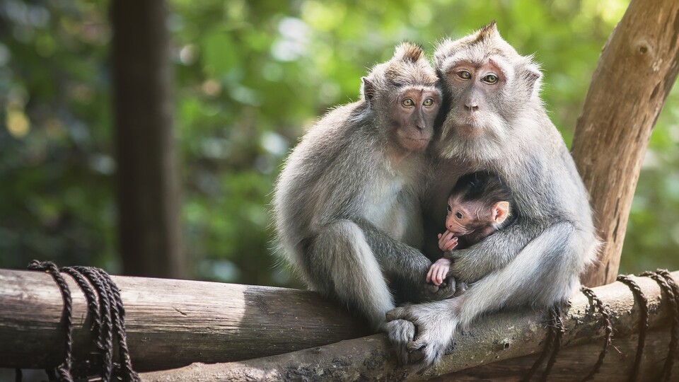 Primaten gelten als besonders schwer zu klonen. Rhesus-Affen heißen übrigens so, da der nach ihnen benannte Rhesusfaktor erstmals in ihrem Blut festgestellt wurde. (Symbolbild; Quelle: stock.adobe.com - olgaarkhipenko )