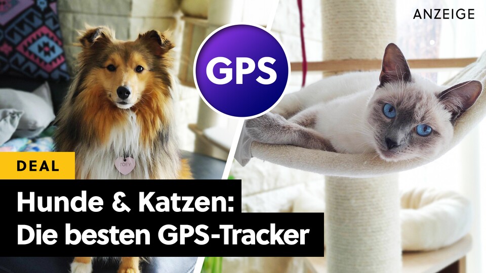 Damit unsere Lieblinge (im Bild: Zoey und Hailey) nie verloren gehen - GPS-Tracker sind sinnvoll. Aber welche sind auch gut?
