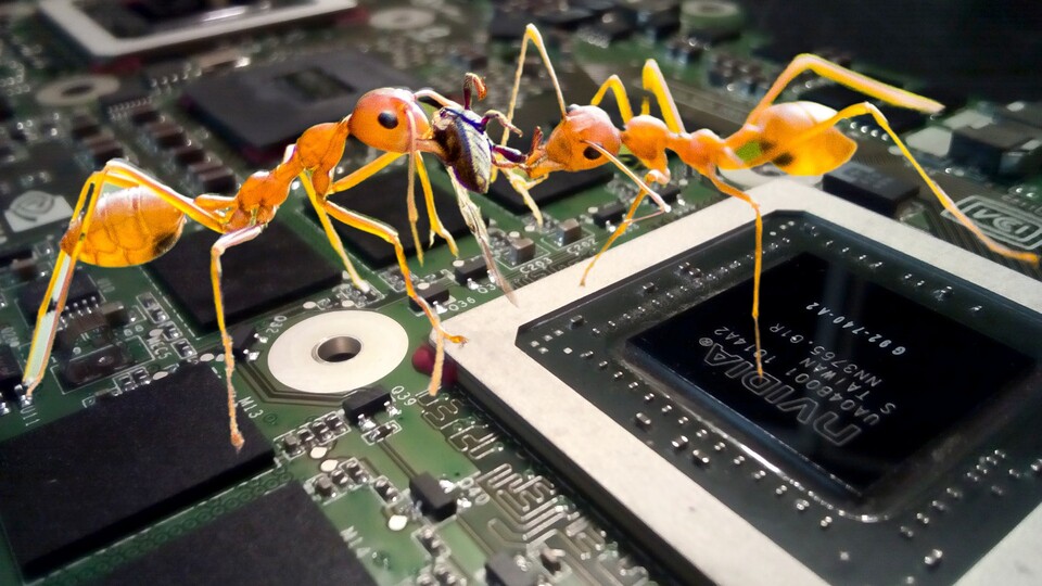 Bestimmte Ameisen haben wohl gern eine GPU zum Frühstück. (Quelle: Jacek Abramowicz Pavan Prasad via Pixabay)