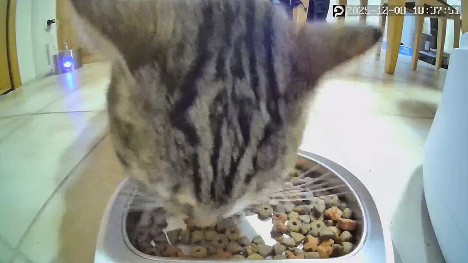 Jeder erfahrene Naturfilmer wird mir zustimmen: Katzen sind alles, aber keine geduldigen Fotomodelle.