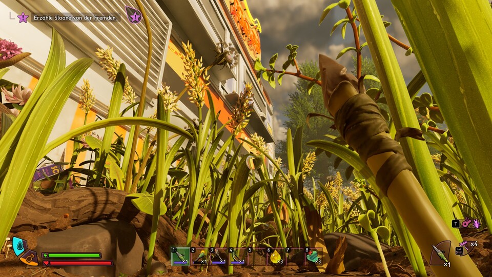 Gras mit Puschel obendrauf heißt Grasblume und wirft Samen ab.