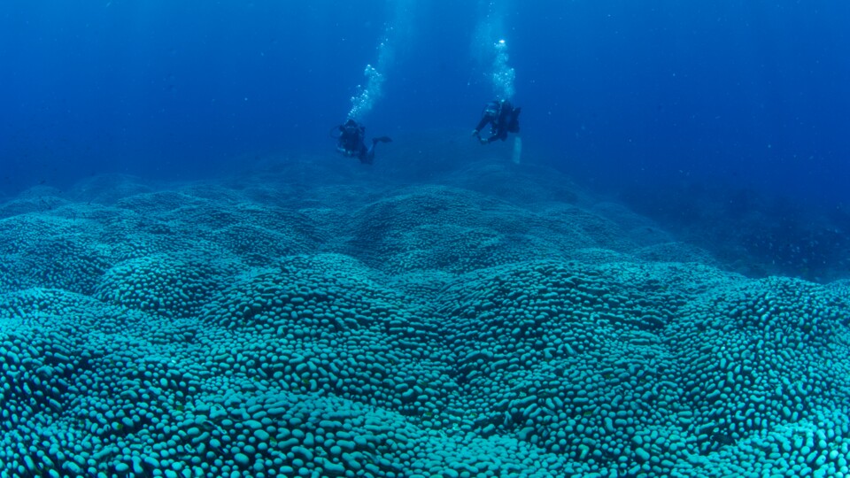 EIne Wiese unter Wasser