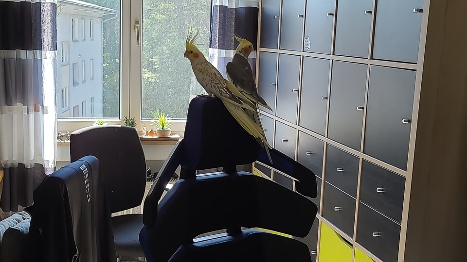 Achtung Kalauer: Selbst zwei meiner Vögel (Hanji und Kubo) fliegen auf den GameStar Gaming-Stuhl.