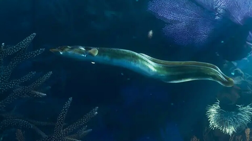 Auch die Unterwasserwelt bekommt in GTA 6 mehr Aufmerksamkeit: Selbst glitschige Aale sind Teil der lebendigen Spielwelt.