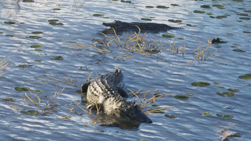 Alligatoren sehen zwar ziemlich schwerfällig aus, darauf würde ich mich allerdings nicht verlassen.