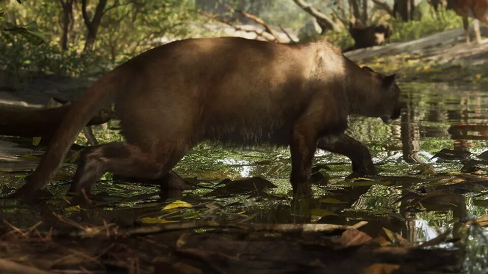 Wenn ihr den Florida-Panther zu Gesicht bekommt, dürfte es in den meisten Fällen bereits zu spät sein.