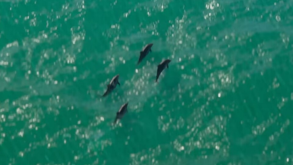 Für Delfine wird in GTA 6 mehr als genug Platz sein.