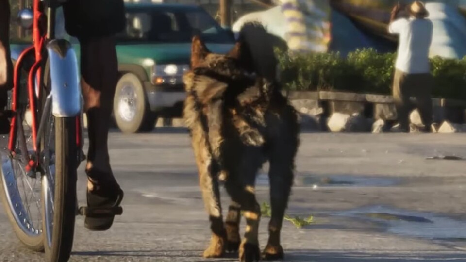 Wer es gerne etwas größer mag, der findet in dem Deutschen Schäferhund einen treuen Begleiter an seiner Seite.