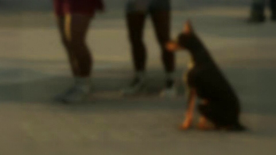Der Dobermann tritt in GTA 6 wohl vor allem als Wachhund auf.