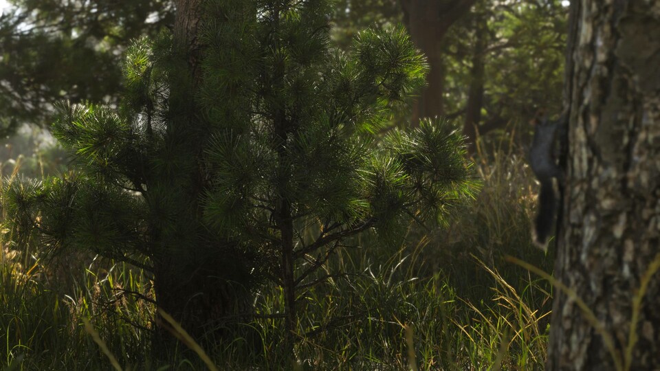 Auch ein Eichhörnchen war bereits auf einem frühen GTA 6 Screenshot versteckt. Hier klettert es gerade einen Baum hinauf.