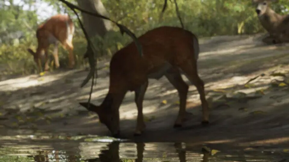 Hirsche bevölkern die Wälder rund um den Mount Kalaga National Park.