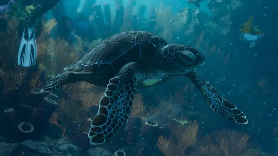 Die eleganten Meereslebewesen dürfen in Zukunft auch in GTA 6 bewundert werden.