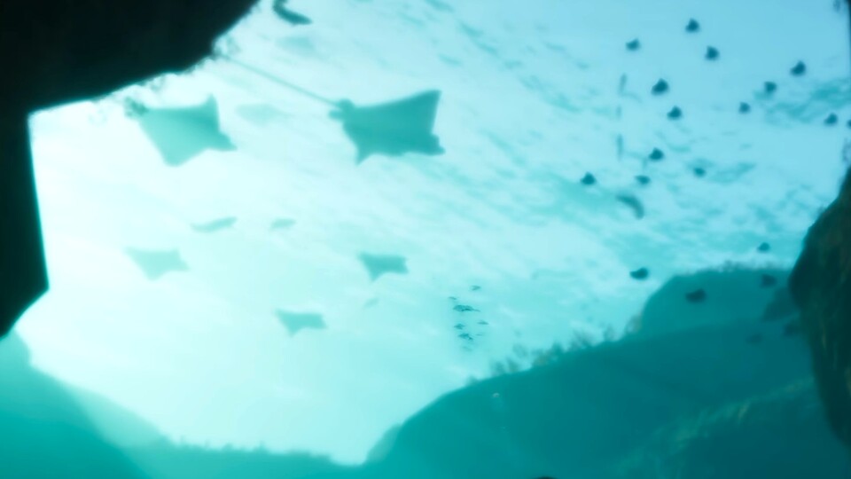 Rochen sind im Meer ein imposanter Anblick. Die kleineren Arten in Strandnähe sind jedoch für ihre giftigen Stachel berüchtigt.