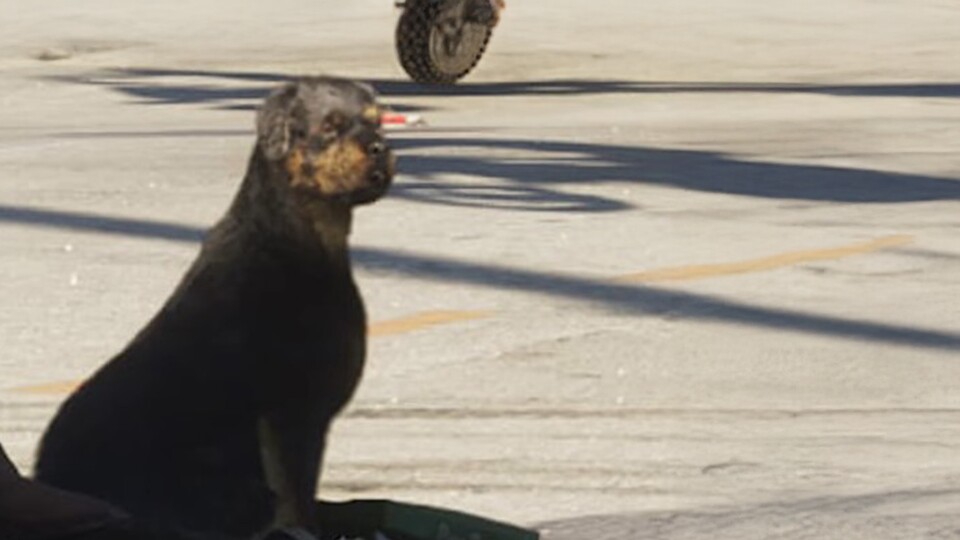 Der Rottweiler kehrt in GTA 6 zurück und signalisiert mit Auftreten und Bellen schon aus der Ferne: Hier ist Vorsicht geboten.