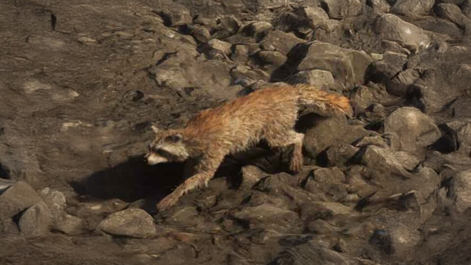 Waschbären gehören in Florida zum Alltag. In GTA 6 treiben sie vor allem nachts ihr Unwesen in Hinterhöfen und an Mülltonnen.