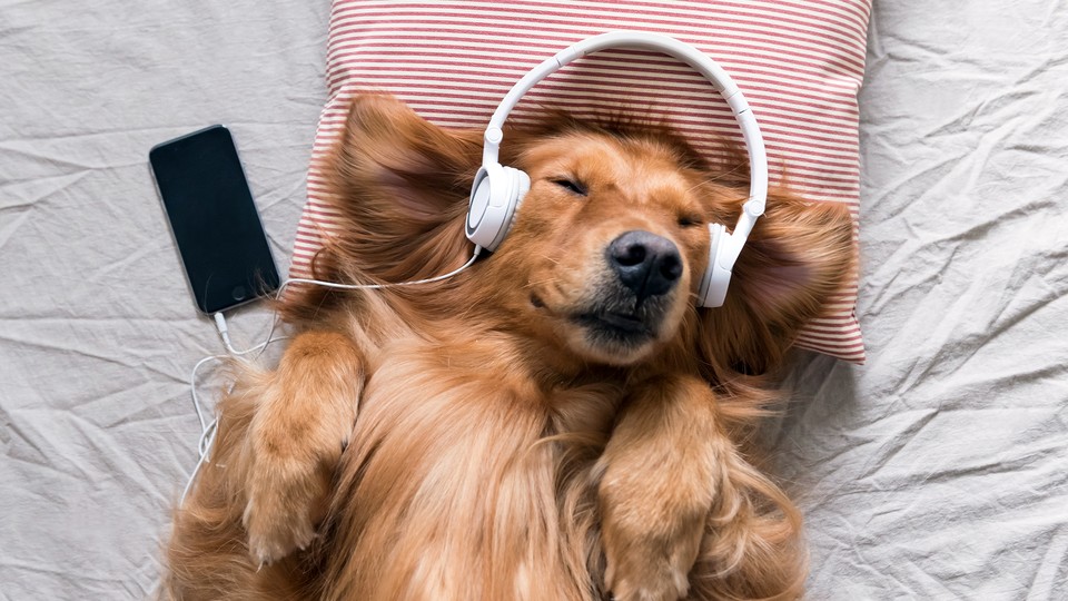 Für gemütliches Musikhören daheim eignen sich Over- oder On-Ears gut. (Bild: chendongshan - adobe.stock.com)