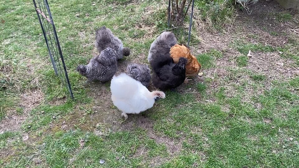 Hühner freuen sich über Käfersnacks