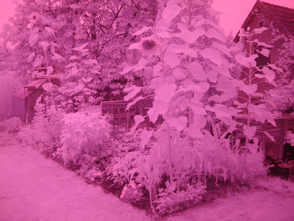 So sieht ein klassiches Infrarotbild aus – sehr rötlich. (Bildquelle: GameStar Tech)