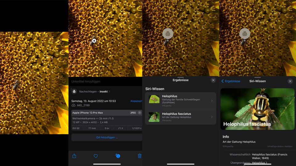 In iOS 16 werden nun viele weitere Details auf Bildern erkannt, die sich direkt nachschlagen lassen.