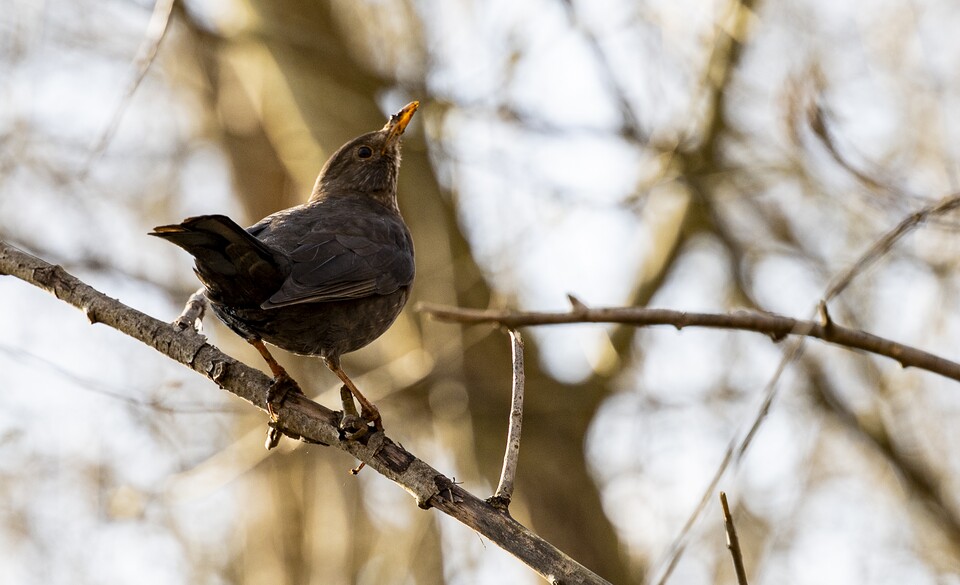 Ein wildes Taubsi im hohen Gras? Eigentlich habe ich gar kein langes Teleobjektiv. Der kleine Freund hier ist vergleichsweise nahe vor meine Linse erschienen und zufällig hatte ich das 105mm-Objektiv um den Hals.
