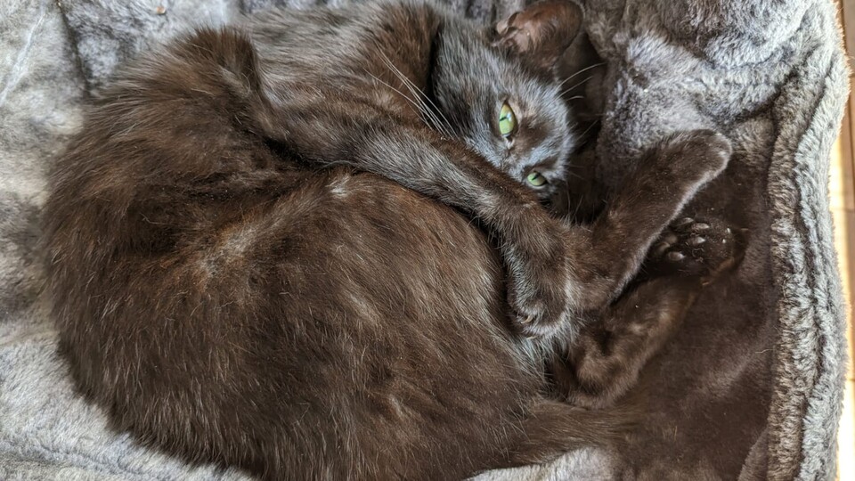 Wer eine haarende Fellnase, wie meinen Kater Narfi, hat, braucht vor allem im Frühling einen passenden Sauger wie den Rowenta X-Force Flex Animal Stielsauger.