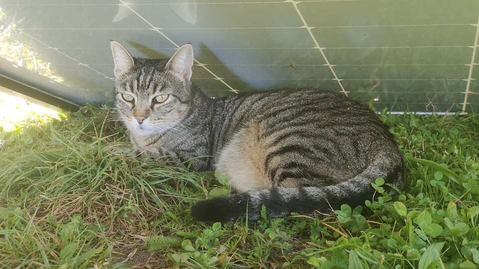 Fragt vielleicht auch eure Haustiere, ob sie ein Balkonkraftwerk gutheißen. Meine Katze hat eine definitive Meinung: Gibt Schatten, ist toll.