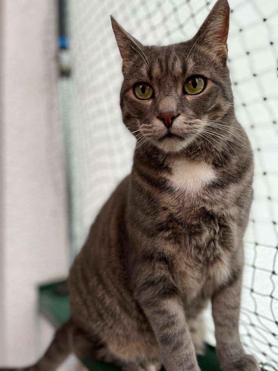 Kater Sweeney before the prompt