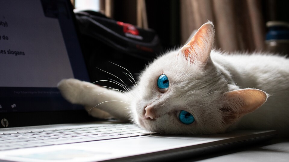 Katzen lieben Tastaturen - eine wichtige Erkenntnis aus dem Homeoffice. (Foto von Trà My auf Unsplash)